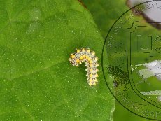 Алланкастрия кавказская (зеринтия кавказская) 003